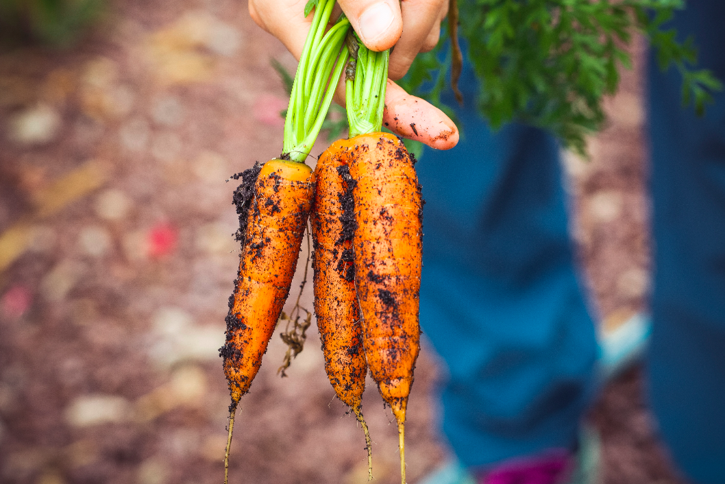 Benefits of Carrot Seeds